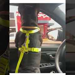 Ever heard a frenchie make THIS kind of noise?! 🤣 Well, now you have!🐶