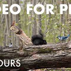 Birds, Squirrels and Forest Friends - 10 Hour Cat TV for Pets to Watch 🐱 - Dec 12, 2025