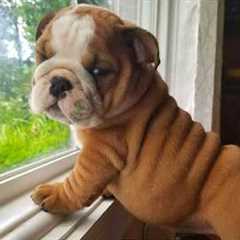 English Bulldog Puppies Are The CUTEST in the World 🤣 New FUNNY PUPPIES 2025