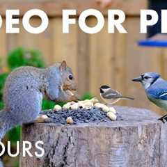 Saturday Morning Cartoons for Pets 🐱 - Backyard Bliss with Birds and Squirrels - Dec 13, 2025