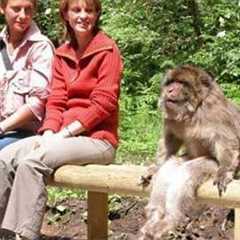 Try Not To Laugh 😂 Funniest Animals Compilation 🐶