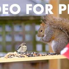 Relaxing Video for Pets and People - 10 Hours of Beautiful Squirrels in the Snow - Dec 14, 2025