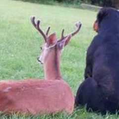 Animals Share Melting Moments With Dogs! Best Animal Video 2025