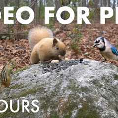 Blonde Squirrels, Wild Turkeys and Forest Friends - 10 Hour Cat TV for Pets 🐱 - Dec 15, 2025