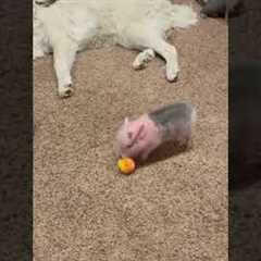 Piglet zoomies will cure your depression 🐷💕💨  #Piglet #BabyAnimals