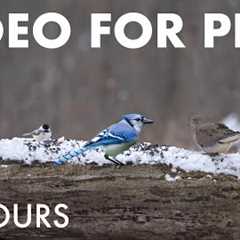 Beautiful Birds and Squirrels in a Snowy Forest - 10 Hour Cat TV for Pets to Watch 🐱 - Dec 16, 2025