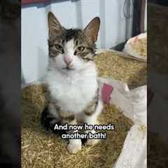 Funny Cow Loves Licking His Cat Friend