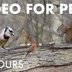 Relaxing Video for Pets and People 🐱 - 10 Hours of Birds and Squirrels in the Forest - Dec 17, 2025