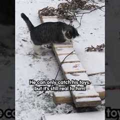 Adorable Cat Hunts His Toys In The Snowy Yard