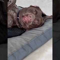 Dramatic Pup Hates Nail Trims