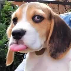 Silly Dogs That Will Make You Laugh Nonstop 🐶🤣 Top FUNNIEST DOGS Video