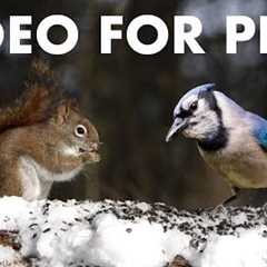 Red Squirrels, Woodpeckers and Forest Friends in Winter - 10 Hour Cat TV for Pets 🐱 - Dec 18, 2025