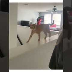 I may have miscalculated - 🐈 #CatLife #Cats #Fail