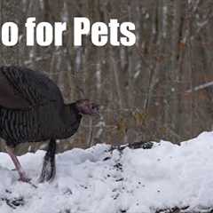 Wild Turkeys, Birds and Squirrels in the Snow - 10 Hour Cat TV for Pets to Watch 🐱 - Dec 19, 2025