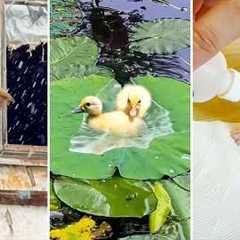Animal Videos So Adorable You'll Be Crying  🥹 | CUTEST Pet Shorts