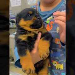 The FUNNIEST Dog Videos Of 2025!