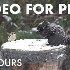 Cat TV for Pets to Watch 🐱 - Beautiful Birds and Squirrels in a Snow Storm - Dec 20, 2025