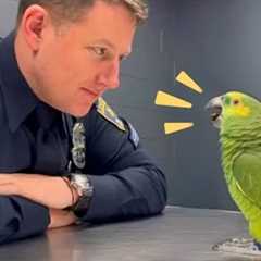 The Funniest Parrot You’ve Ever Seen! It’s Time for Super Laughs with Parrots and Humans 😂🦜