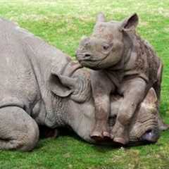 Cute Baby Rhino Videos That Will Brighten Your Day 🌞🤣 New Funny Baby Animals Videos