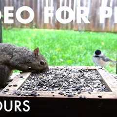 Relaxing Video for Pets and People - 10 Hour Cat TV 🐱 - Backyard Birds and Squirrels - Dec 21, 2025