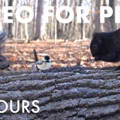 Cat TV for Pets to Watch 🐱 - 10 Hours of Birds, Squirrels and Forest Friends - Dec 22, 2025