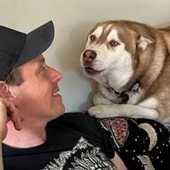 When Dogs Realize They Understand English So Well 😂🐶