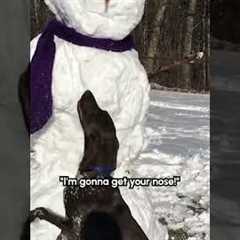 Silly Dog Steals Snowman's Nose