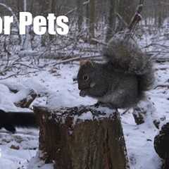 Birds and Squirrels in a Snowy Forest - 10 Hour Cat TV for Pets to Watch 🐱 - Dec 23, 2025