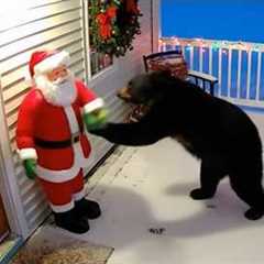 Try Not To Laugh! 😂 Funny Christmas Animal Videos of This Year
