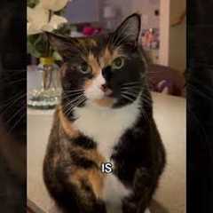 Adorable Cat Helps Finish Christmas Carol!