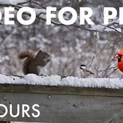 Red Squirrels, Blue Jays and Birds in the Snow - 10 Hour Cat TV for Pets to Watch 🐱 - Dec 24, 2025