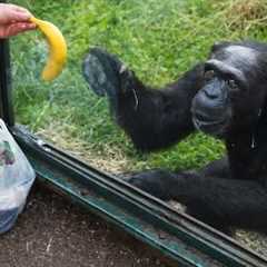 Try Not To Laugh 😂 When Animals Suddenly Have 200 IQ!