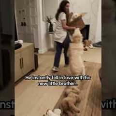 Getting Our Dog A Puppy For Christmas! 🥹❤️