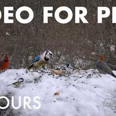 Merry Christmas and Happy Holidays from Handsome Nature! - Cat TV for Pets 🐱 - Dec 25, 2025