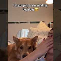 We don't deserve dogs 😭💕🥹  #Dog #DogMom #Cute #FakeCrying