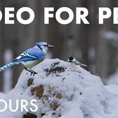 Cat TV for Pets to Watch 🐱 - 10 Hours of Boxing Day Birds and Squirrels in the Snow - Dec 26, 2025