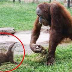 Try Not To Laugh When Animals Turn Into Comedians