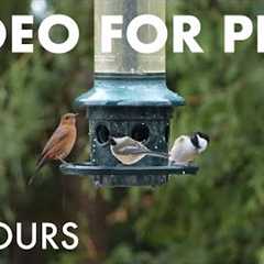 Saturday Morning Cartoons for Pets 🐱 - 10 Hours of Backyard Birds in the Snow - Dec 27, 2025