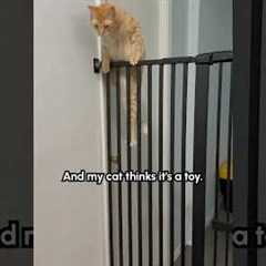 Clever Cat Easily Outsmarts Security Gate