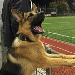 German Shepherds are the FUNNIEST DOGS in the Internet 😂 Funniest Dog Videos