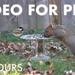 Cat TV for Pets to Watch 🐱 - 10 Hours of Jays, Cardinals, Squirrels and More! - Dec 28, 2025