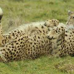 The Silliest Cheetah You’ll Ever See 😂 New Funniest Animal Videos