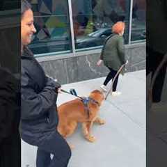 Golden Retriever Snatches Cane He Thinks Is A Stick From Woman!