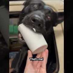 Excited Dog Grabs Pup Cup From Drive Thru Window
