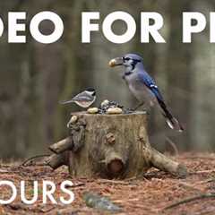 Relaxing Video for Pets and People - 10 Hours of Red Squirrels and Birds in the Snow - Dec 30, 2025