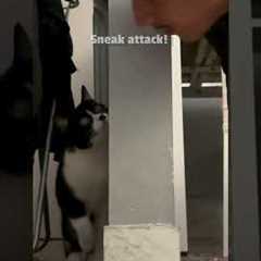 Adorable Cat Plays Hide-And-Seek With Dad! 😻