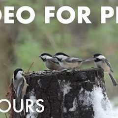 Cat TV for Pets to Watch 🐱 - 10 Hour New Year's Eve Party for Birds in the Forest - Dec 31, 2025