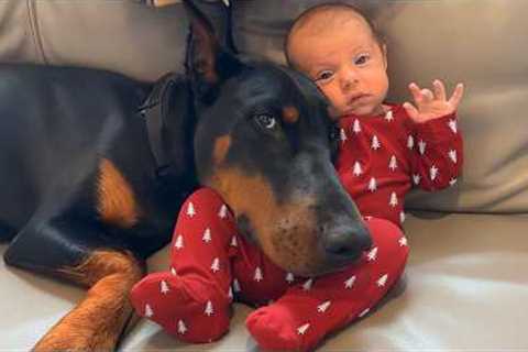 Dogs Protecting Babies Like Their Little Ones!😘