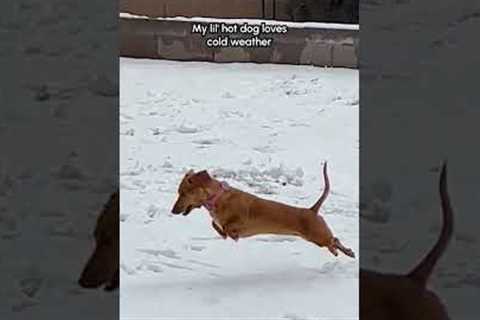 Dachshund LOVES Playing In Snow