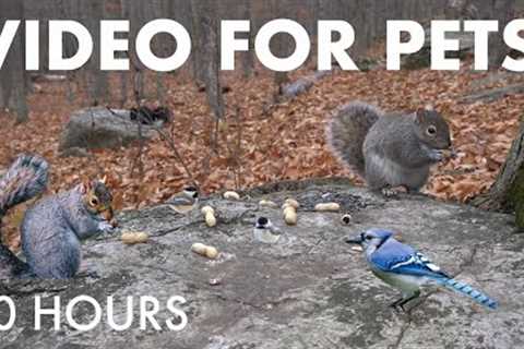 Birds, Squirrels and Animals in a Canadian Forest - 10 Hour Cat TV for Pets 🐱 - Dec 02, 2025